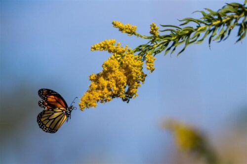 Noble Research Institute Moves Forward with Ardmore Campus Renovations   thumb