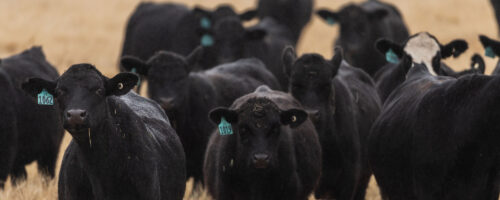 7 Steps to Creating a Successful Ranch Management Plan thumb