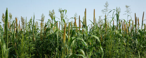Top 3 Benefits of Plant Diversity on Your Ranch thumb