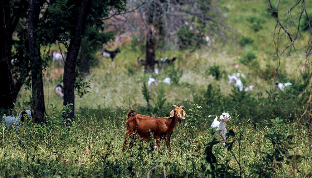 goats graze on pasture
