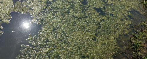 Aquatic Vegetation in Ponds thumb