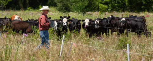 Building more fence to meet your regenerative grazing goals? thumb