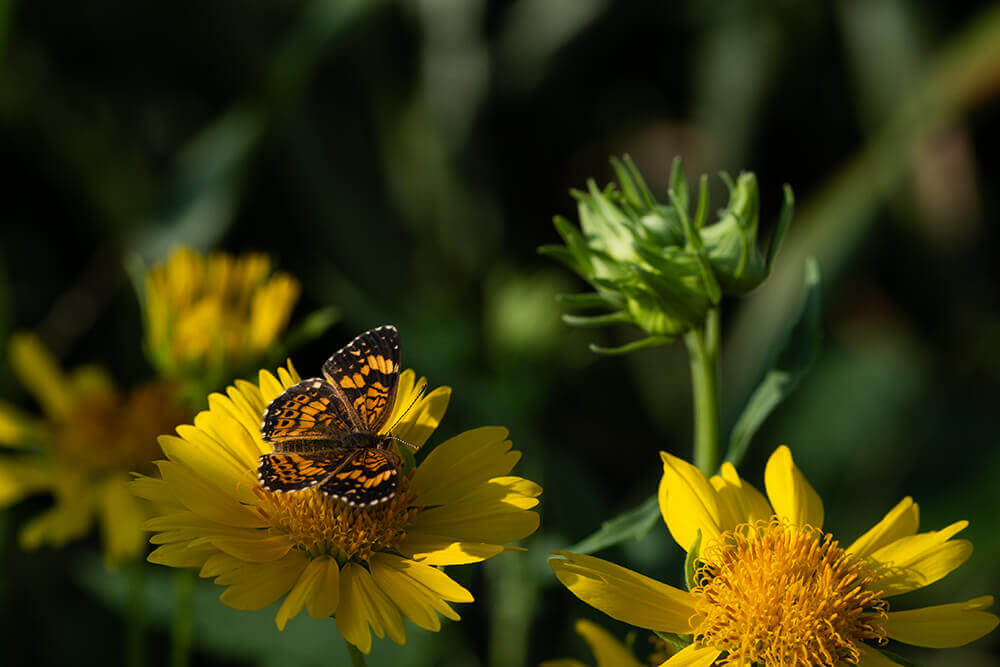 Butterfly resting on flower