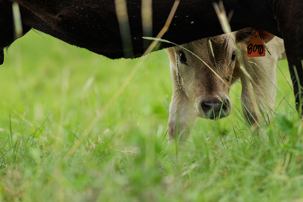 cattle graze with calves