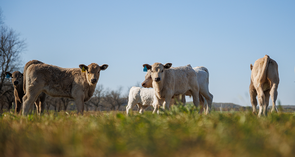 calves in pasture