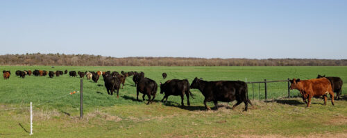 Carrying Capacity Versus Stocking Rate: Getting the Numbers Right thumb