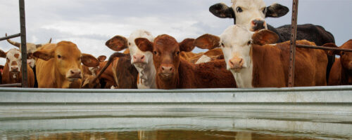 3 Ways Ranchers Can Optimize the Water Cycle thumb