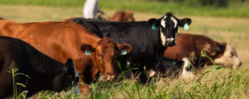 What is the Role of Cattle in Regenerative Agriculture? thumb