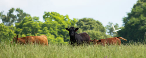 Soil Carbon 101: Determining If Soil Carbon Storage Markets Are Right For You thumb