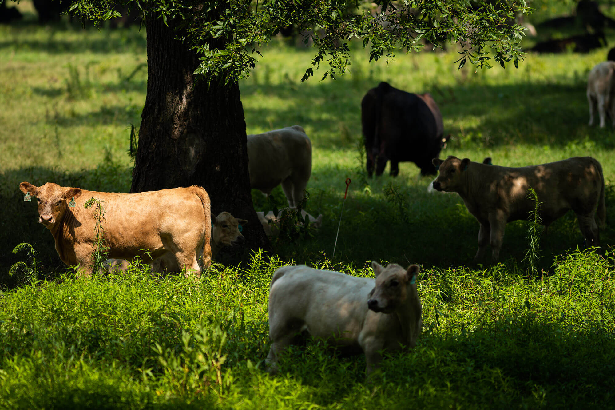 cows in a field