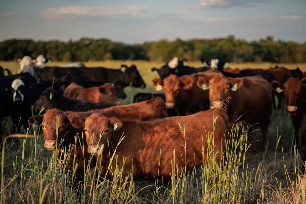 cattle grazing at Coffey Ranch
