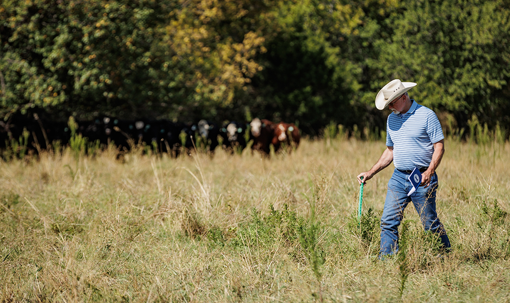 walking in pasture