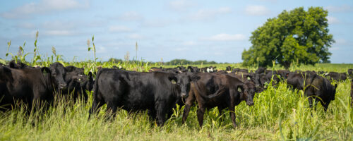 Cover Crop Confessions: Mistakes We Made and Lessons We Learned (And What We’re Still Learning) thumb