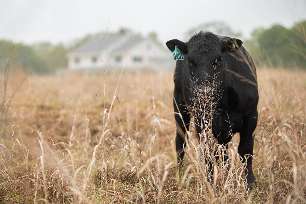 Black angus cow grazing dormant-season forage