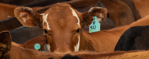 Is There a Regenerative Cow? thumb