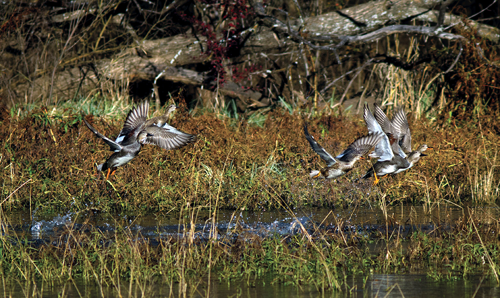 waterfowl on pond