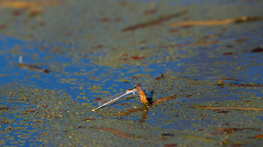 dragonfly landing on water