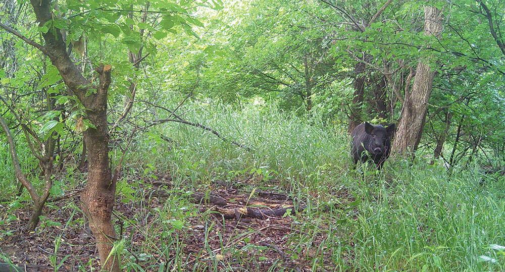 ferel hog in woods