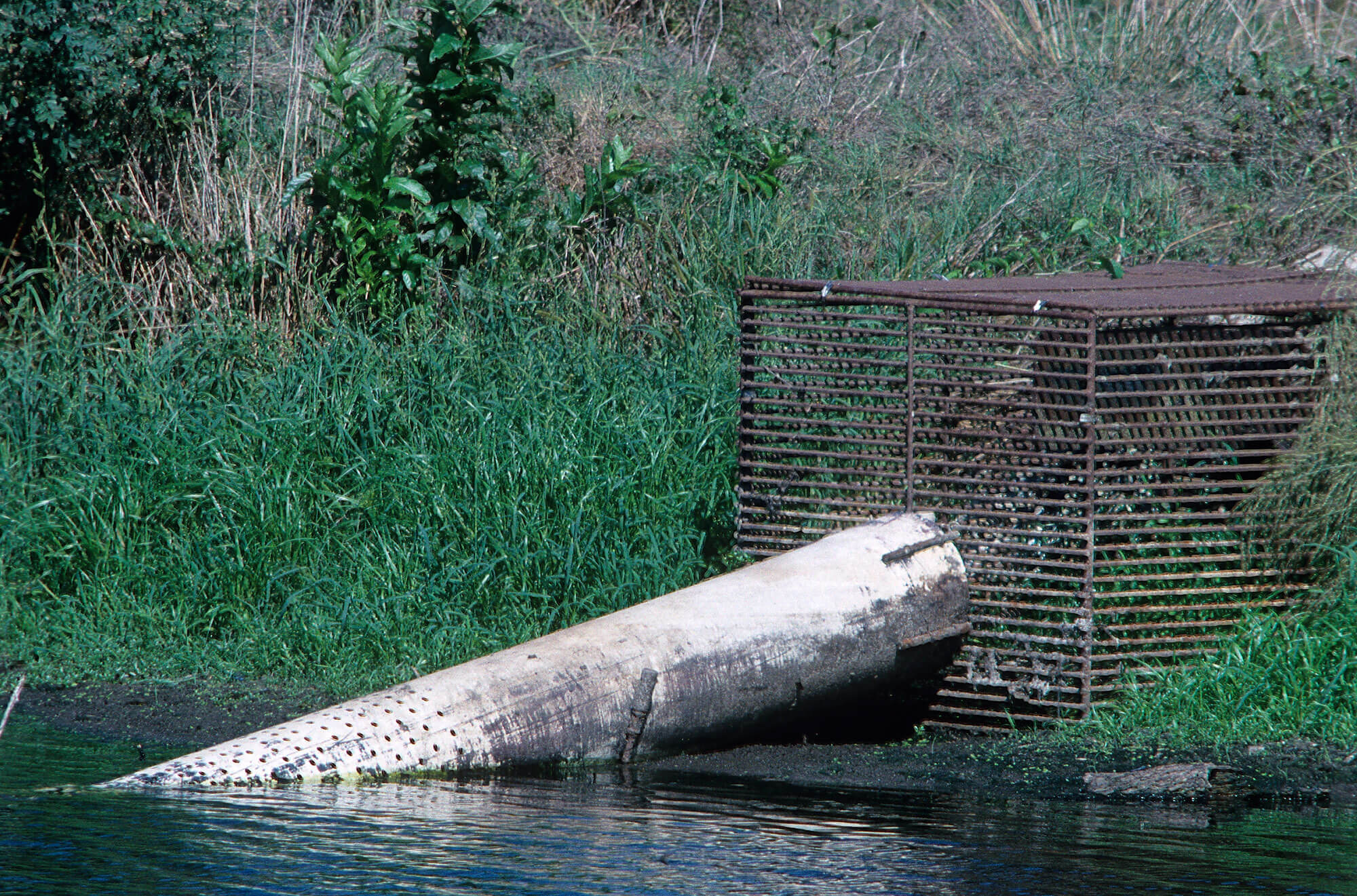 Figure 3. A perforated intake pipe that carries water from near the bottom of 6 Pond into the box-type, parallel-bar barrier. The pond was very low when the photo was taken; the pipe is normally underwater.