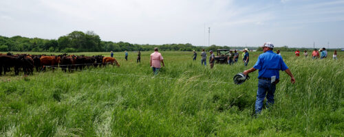 Noble Research Institute Partners with Kansas State University and Hy-Plains Feedyard to Preserve Tallgrass Prairie Through Region-Specific Rancher Education thumb