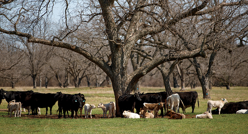 cows and calves rest in pecan orchard