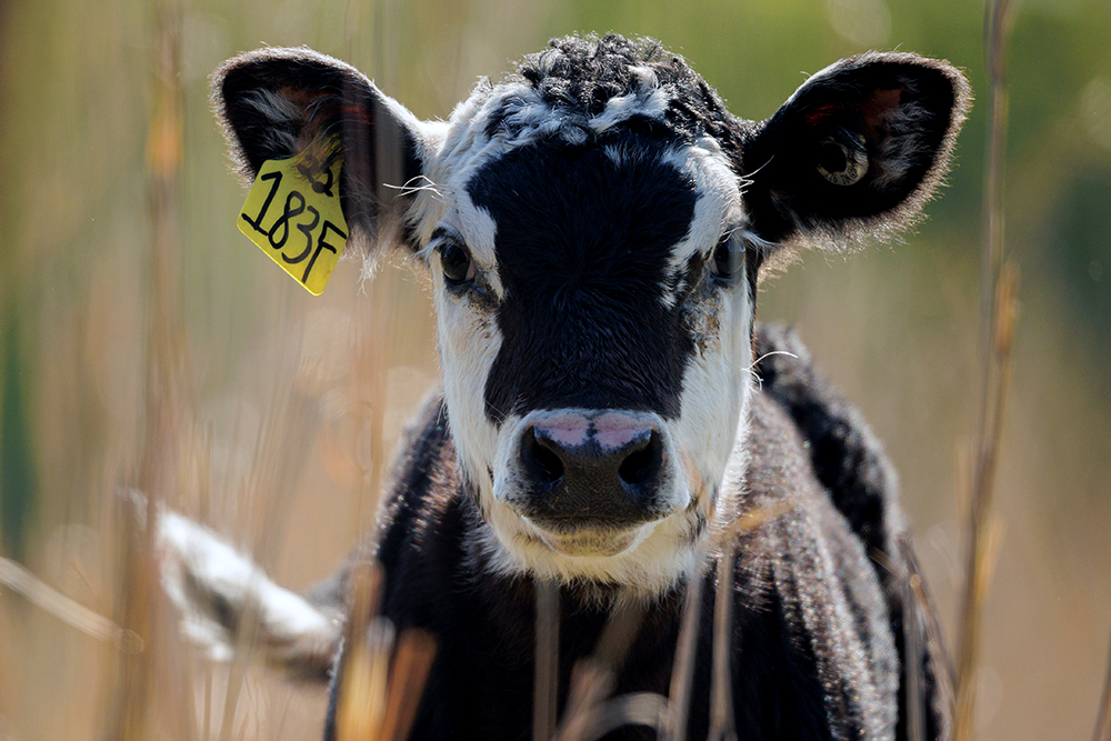 black and white calf