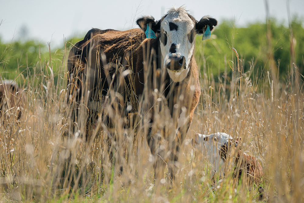 cow and calf in pasture
