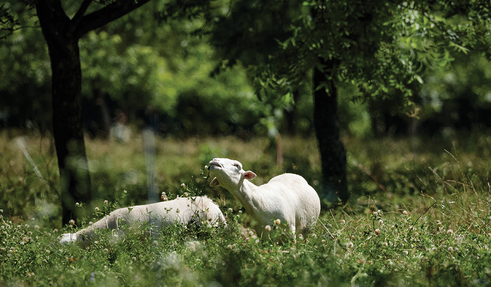 sheep graze silvopasture