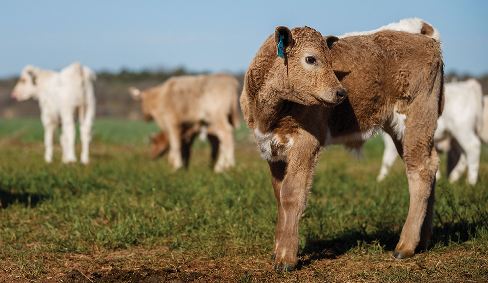 calf in new grazing section