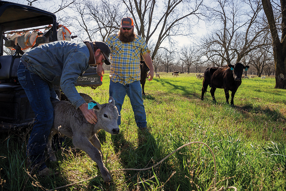 Noble Ranch staff tag calves