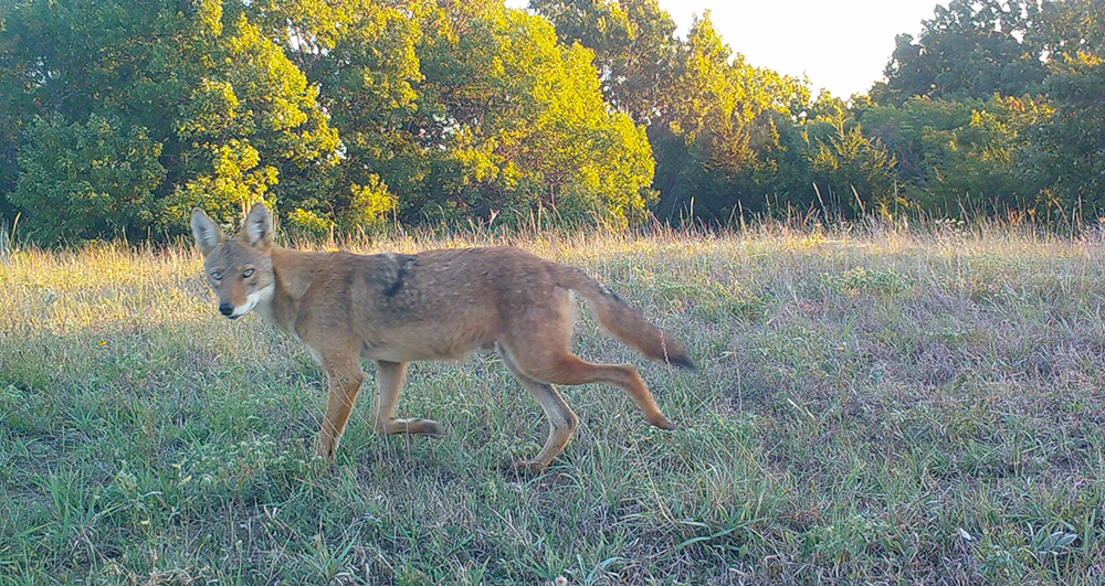 coyote on trail camera