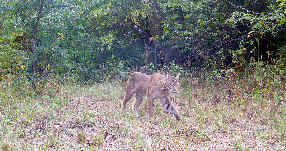 bobcat on trail camera