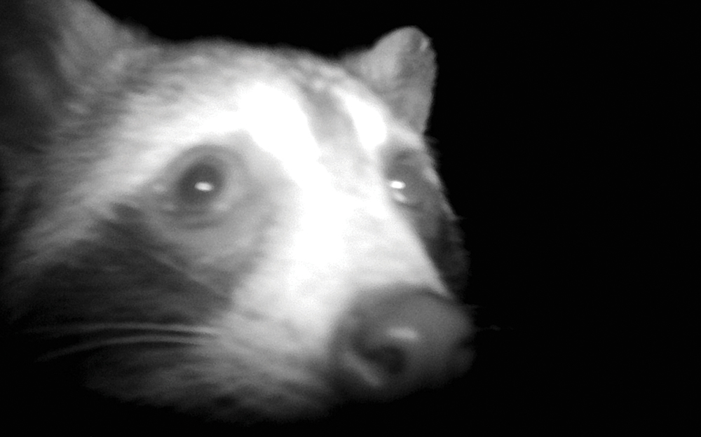 raccoon on trail camera