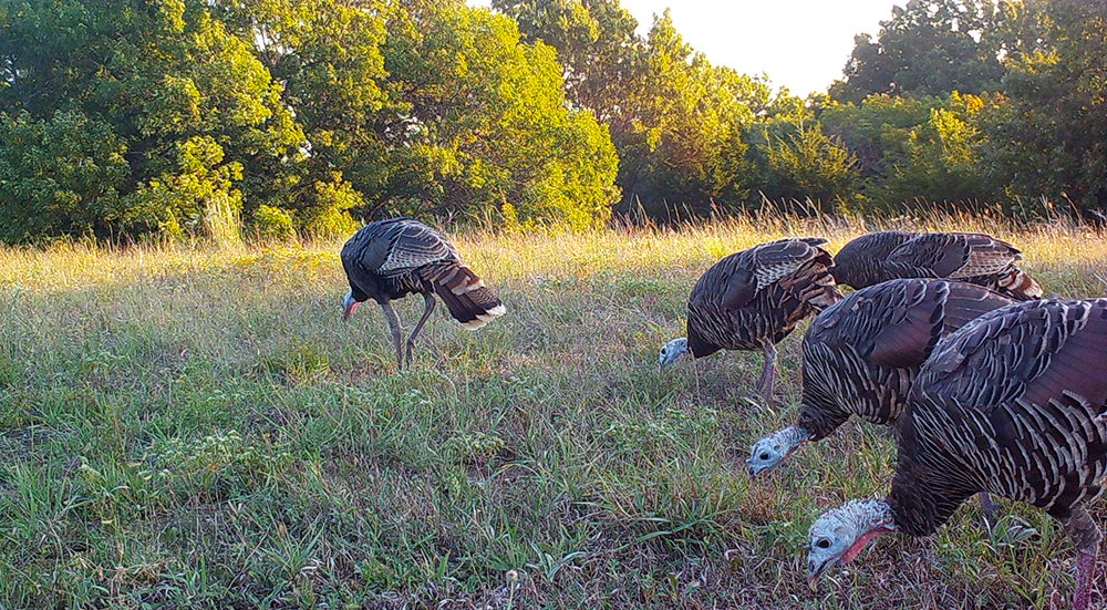 flock of wild turkeys