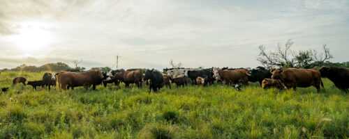 Got extra forage? Graze fall-weaned calves this winter to boost profits thumb