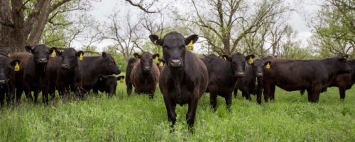Potential mob graziers should consider precautions thumb