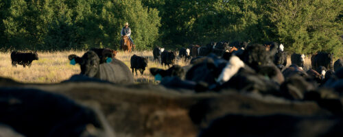 Growth, Movement and Optimism thumb