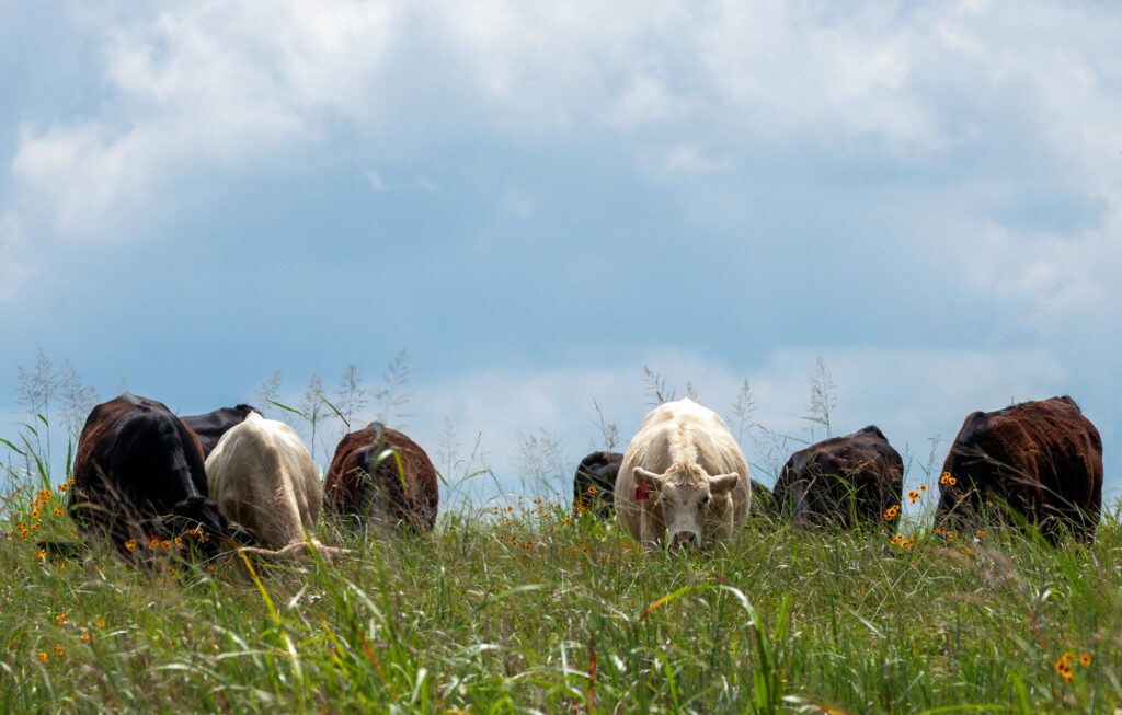 cattle grazing