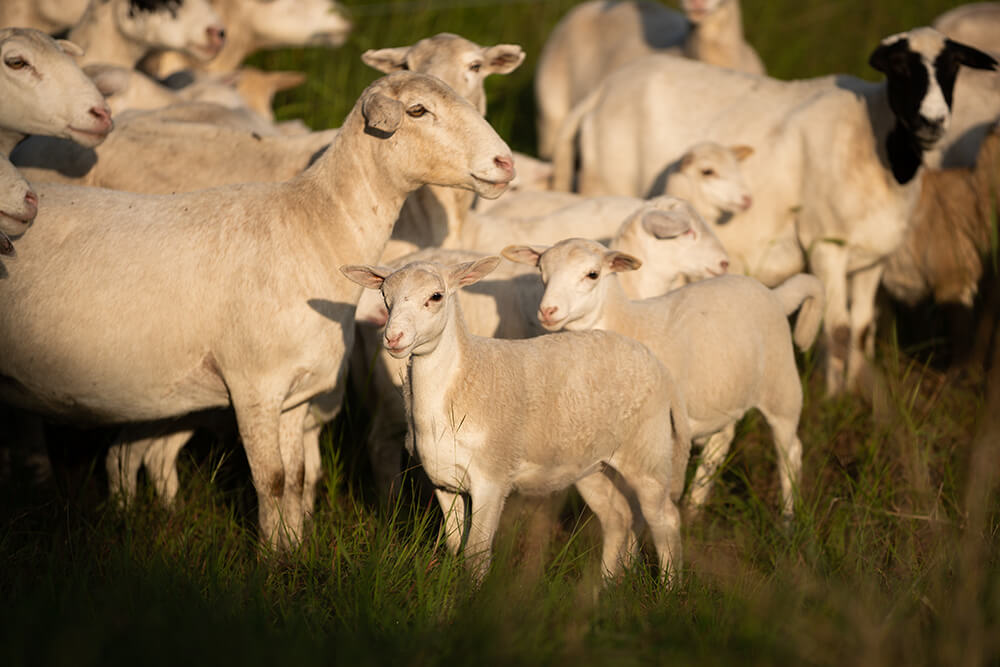 A herd of sheep in the late afternoon sun.