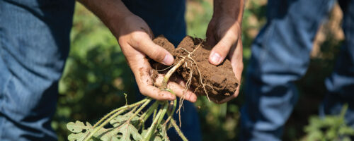 How Can You See Soil Health? thumb