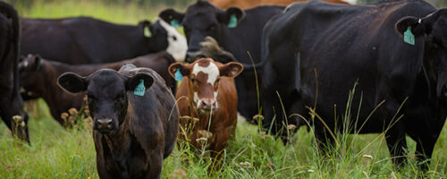 Improving versus Maintaining thumb