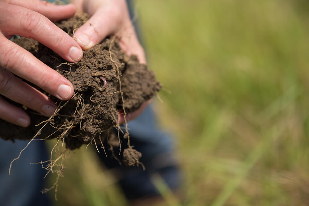 Hands holding a soil sample containing grass with roots and earthworms.