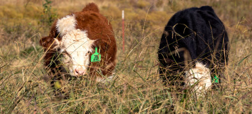 Intentional Improvement thumb