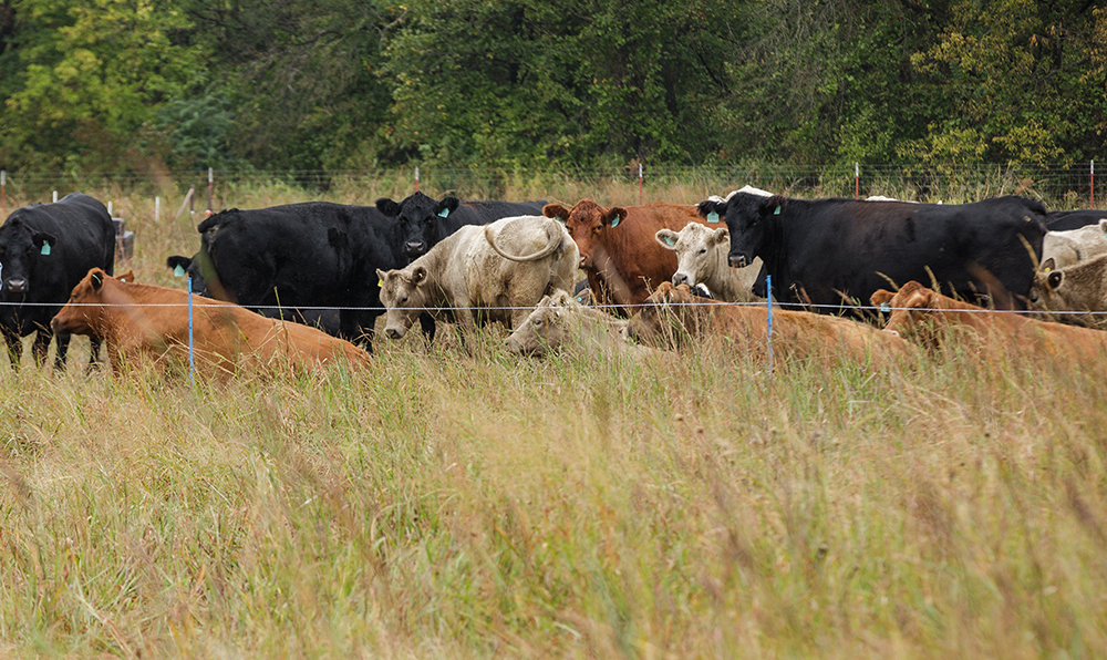 cows grazing