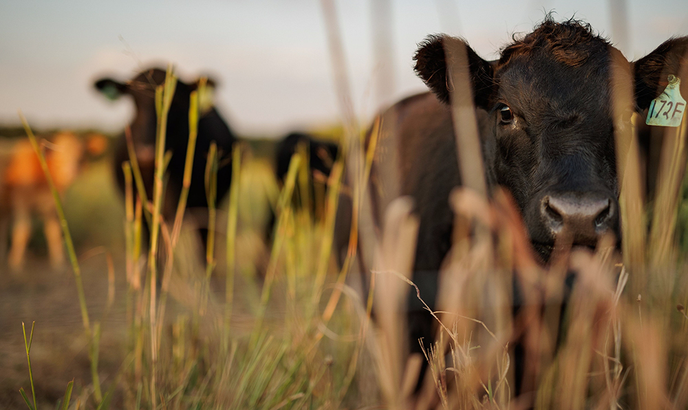 cattle and calves graze in pasture
