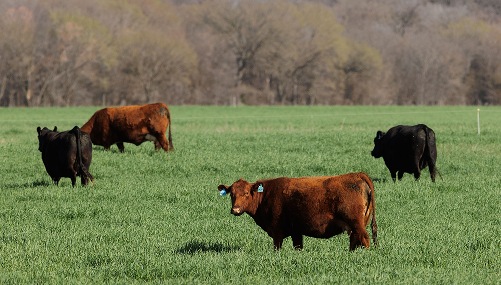 livestock in pasture