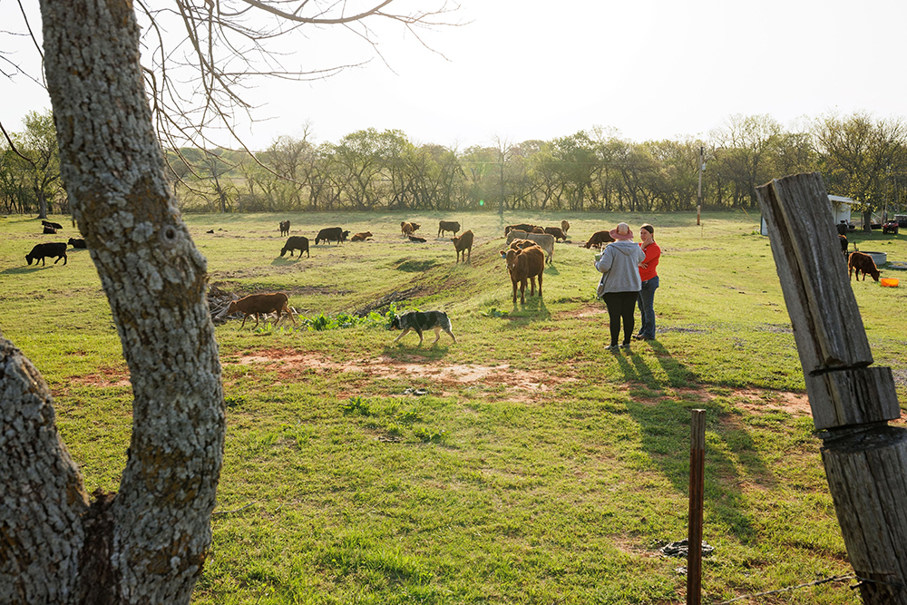 ranchers observing pasture