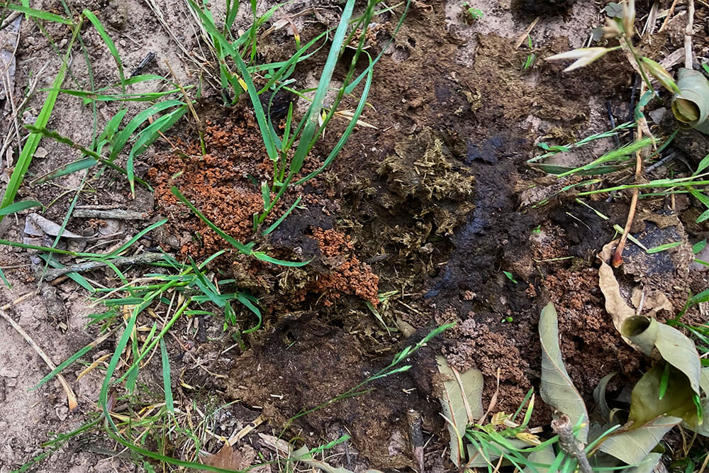 Earthworm castings in manure