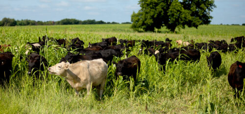 Noble Research Institute Introduces Latest Course, MarketSMART Ranching, Focused on Market-Driven Decision Making for Farmers and Ranchers   thumb