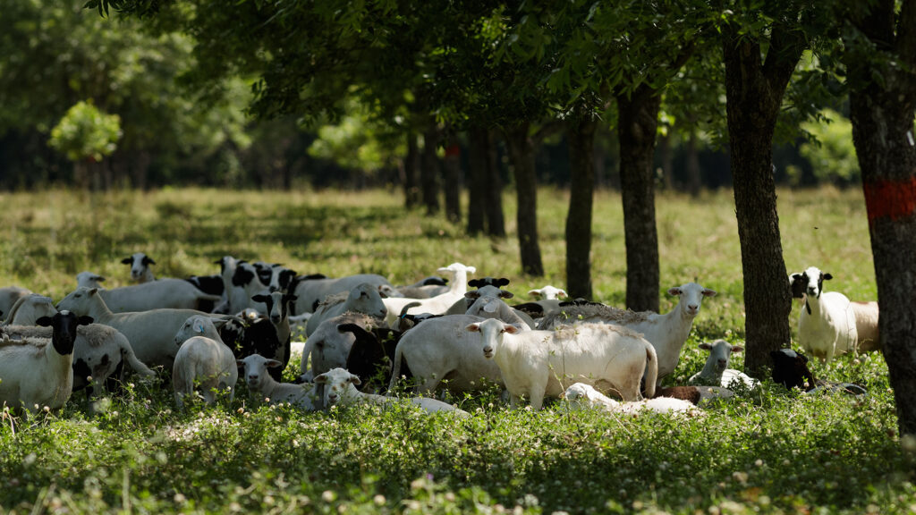 sheep graze a silvopasture